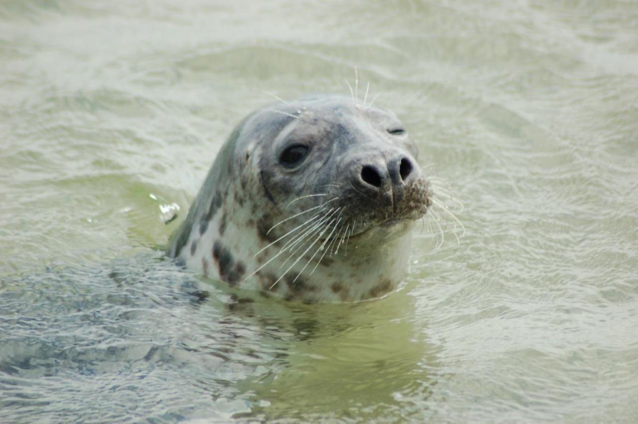 Roompot Kustpark Texel デ・コーフ エクステリア 写真